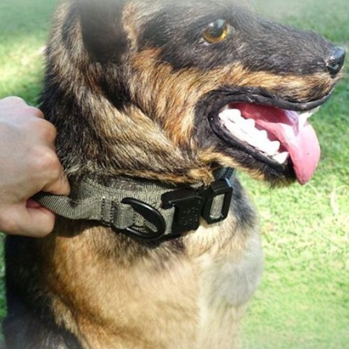 collier-chien-militaire-ergonomique