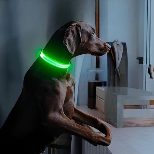 collier-lumineux-chien-colori-vert-batterie