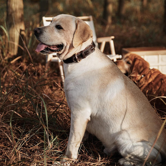 collier pour chien en cuir canin beige assis