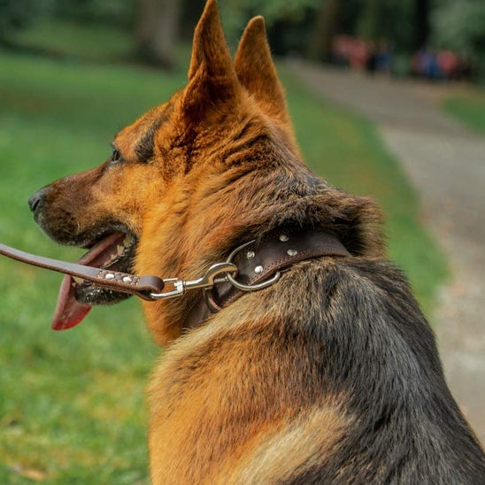 collier pour chien en cuir canin en laisse