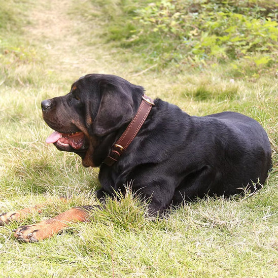 collier pour chien en cuir canin noir sur herbe