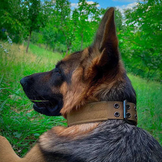 collier-pour-chien-canin-qui-admire-le-paysage