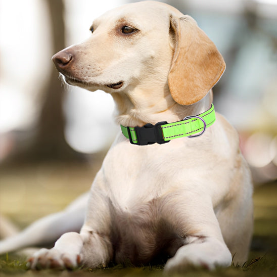 collier-pour-chien-vert-fluorescent
