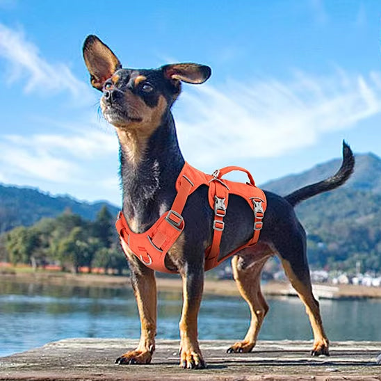 harnais anti traction chien chihuahua confortable