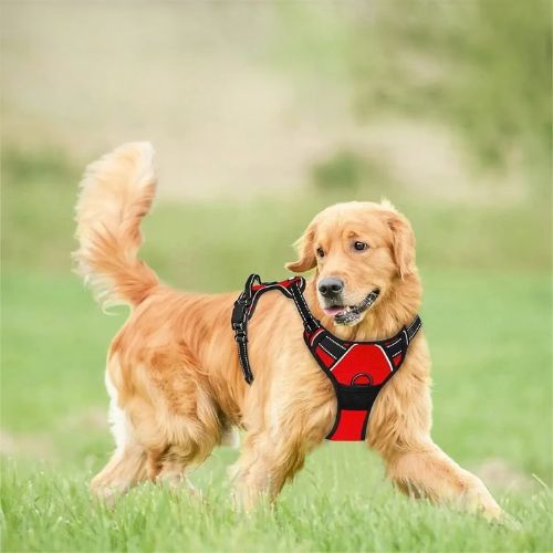 harnais-anti-traction-chien-canin-qui-marche-dans-un-champs