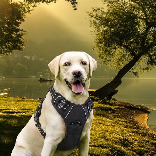 harnais-anti-traction-chien-noir-golden-beige-proche-un-lac