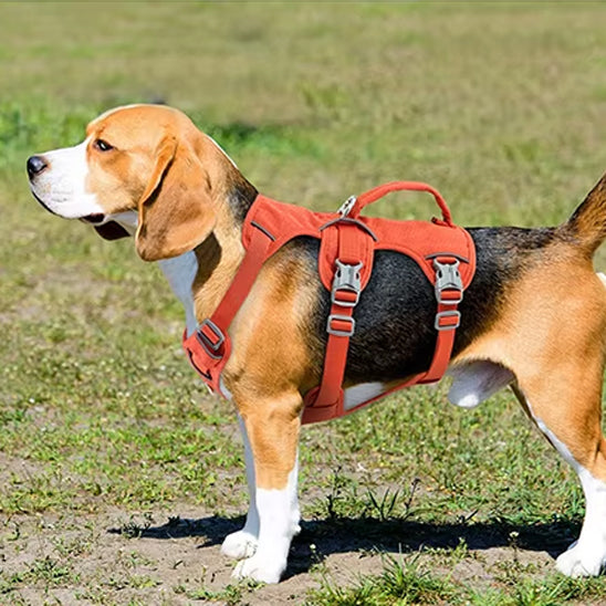 harnais anti traction chien couleur orange