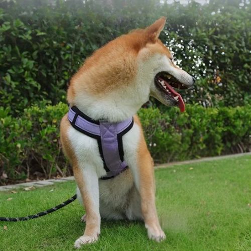 harnais anti traction chien shiba inu assis pelouse