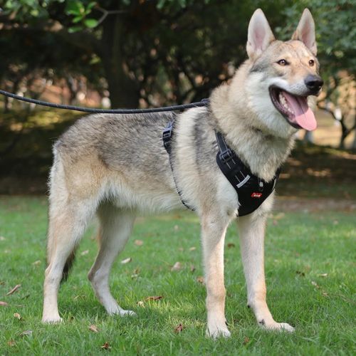 harnais chien anti traction couleur noir husky