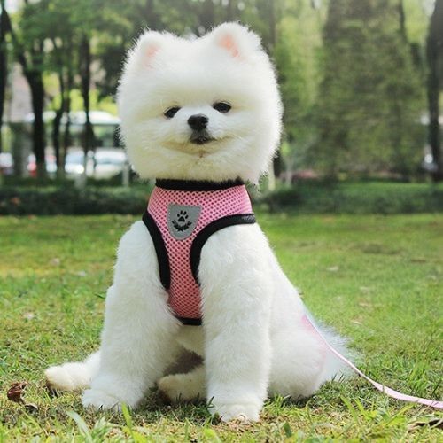 harnais chien rose bichon blanc assis arbres