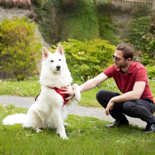 harnais chien rouge canin blanc grande taille maitre arbres
