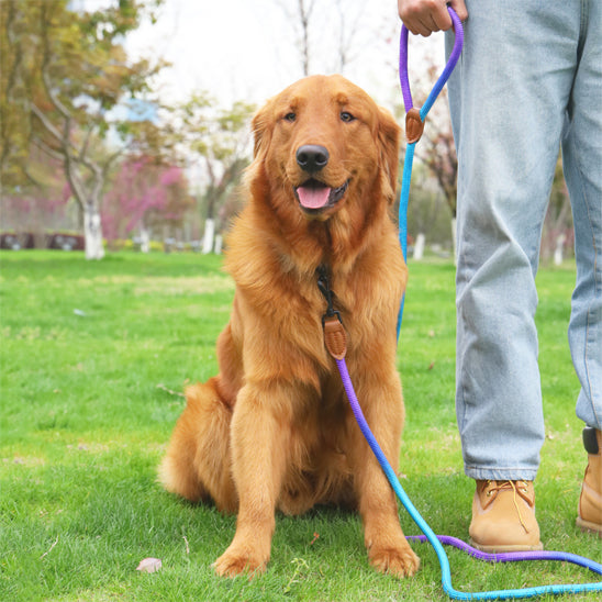 harnais en y chien violet bleu golden en laisse avec maitre