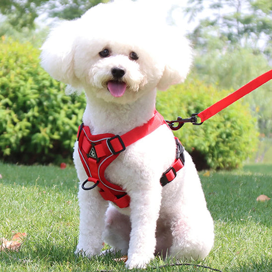 harnais-pour-chien-rouge-caniche-blanc