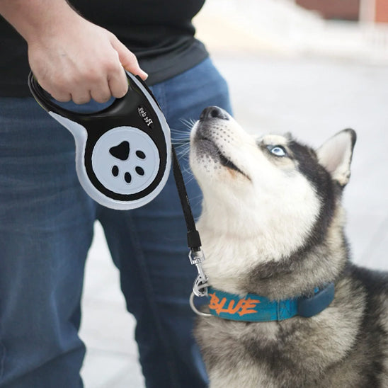 laisse a enrouleur pour chien husky regarde maitre