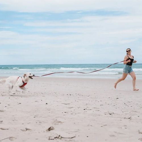 laisse-chien-longue-noir-canin-qui-court-librement