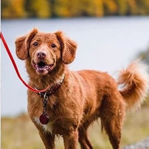 longe-pour-chien-rouge-orange-longue