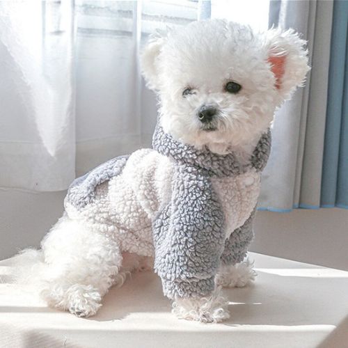 manteau chien couleurs gris blanc