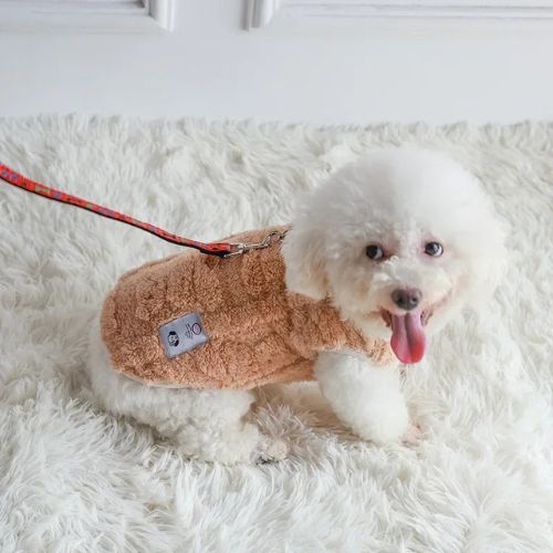 manteau pour chien petit bichon blanc laisse