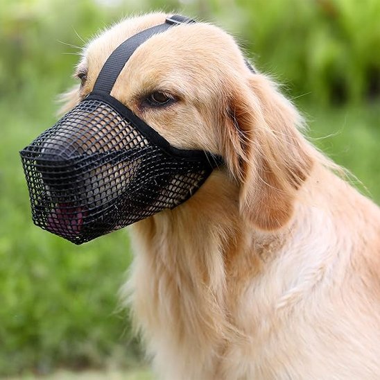 Muselière chien golden beige