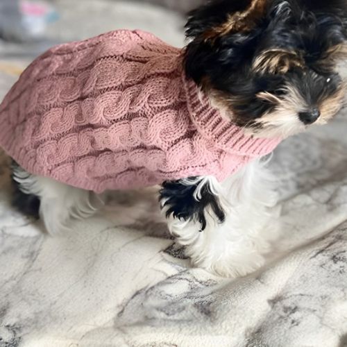 pull-pour-chien-en-laine-rose