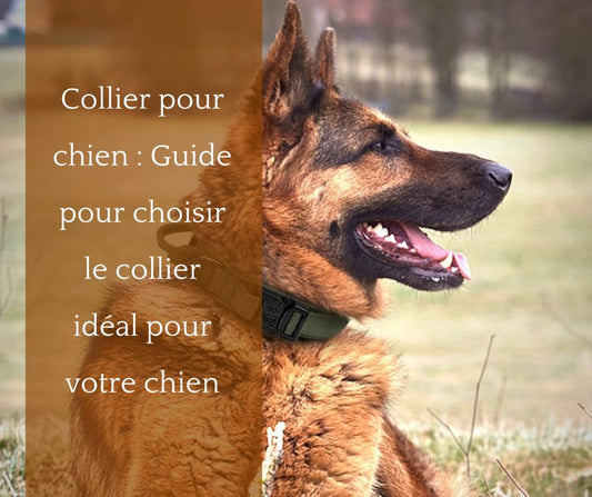 collier-pour-chien-guide-pour-choisir-le-collier-ideal-pour-votre-chien