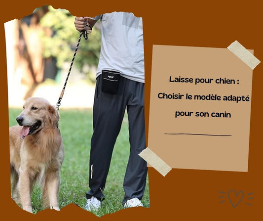 Laisse pour chien : Choisir le modèle adapté pour son canin