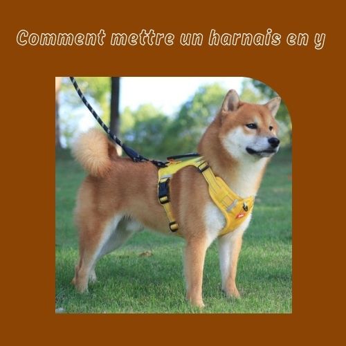 harnais en Y chien en laisse