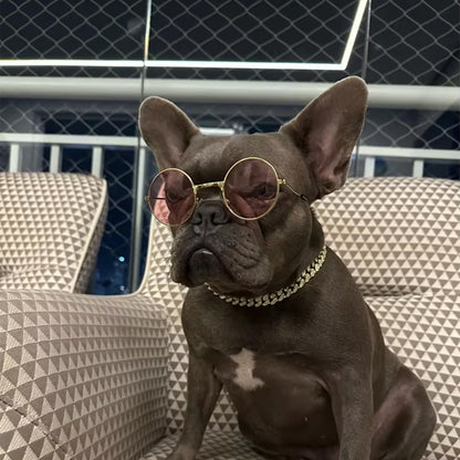 collier chaine pour chien argent petit canin lunettes