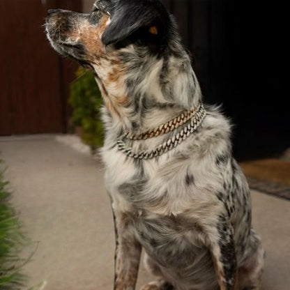 collier-chaine-pour-chien-argent-or