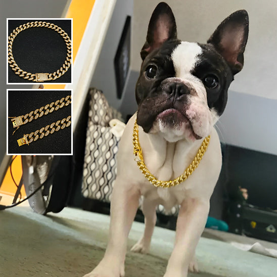 collier-chaine-pour-chien-brillant