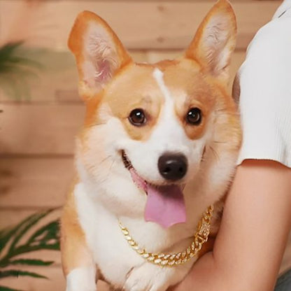 collier-chaine-pour-chien-or-magnifique