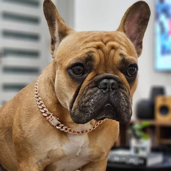 collier chaine pour chien rose scintillant bouledogue français