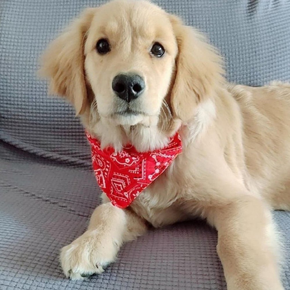 collier-chien-couleur-rouge