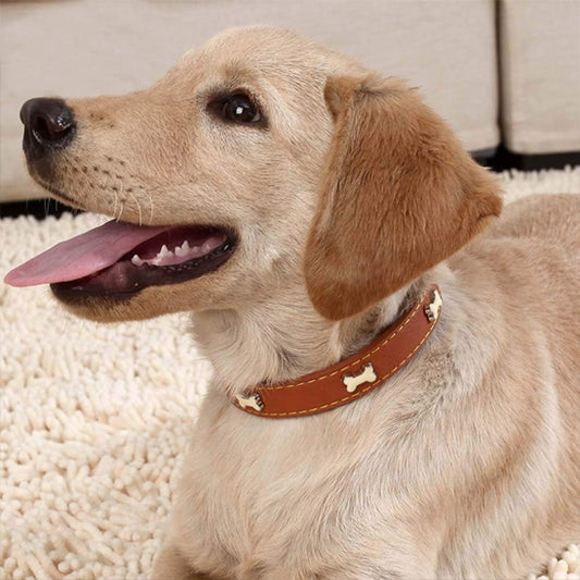 collier chien cuir brun labrador beige