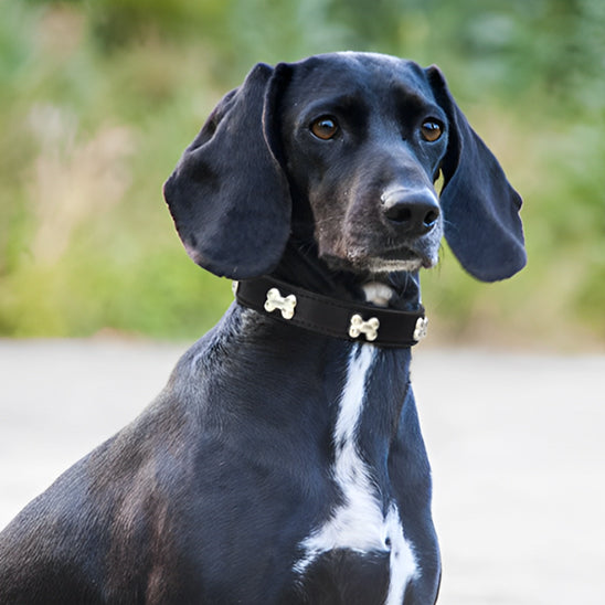 collier chien cuir noir teckel