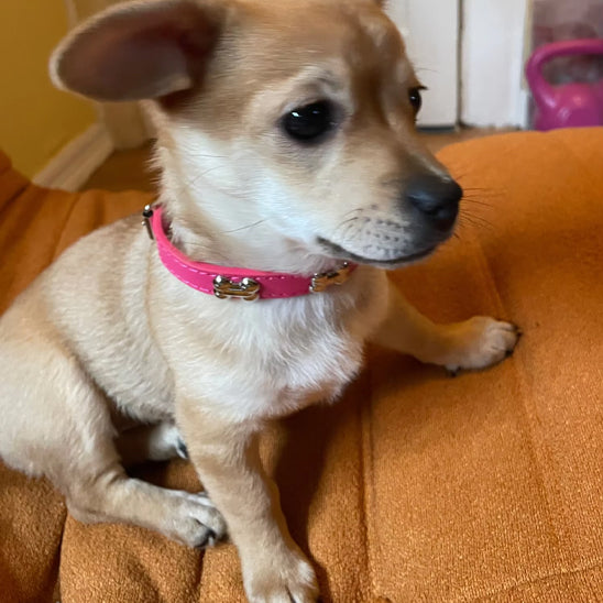 collier chien cuir rose chiot