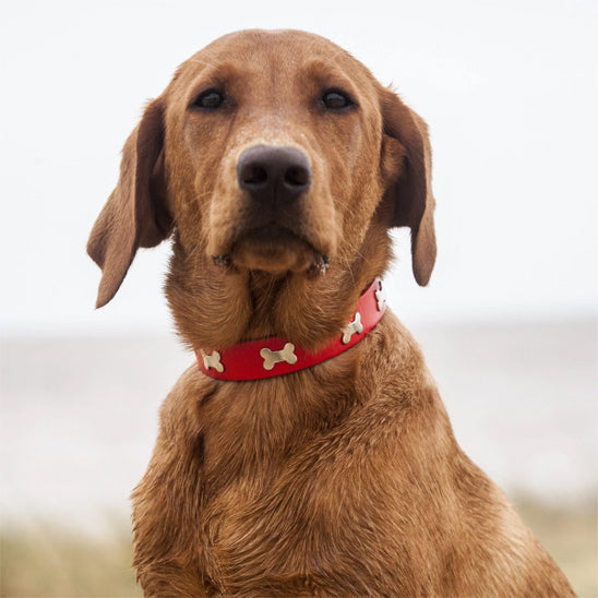 collier chien cuir rouge labrador brun