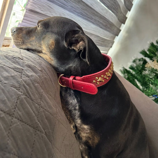 collier chien en cuir canin assis sofa 
