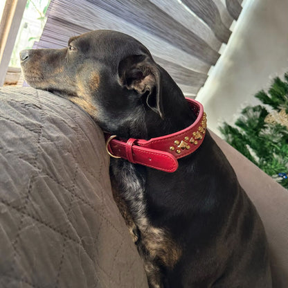 collier chien en cuir canin assis sofa 