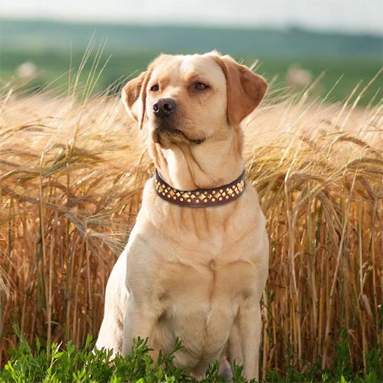 collier chien en cuir brun labrador beige
