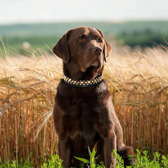 collier chien en cuir noir labrador brun assis champs