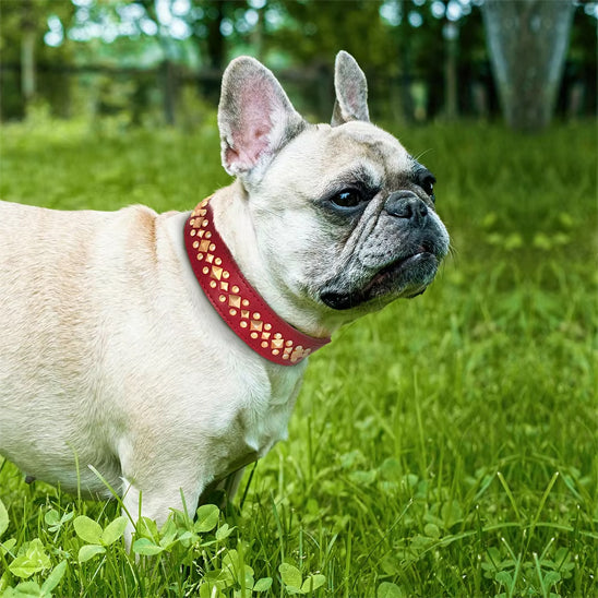 collier chien en cuir rouge bouledogue francais
