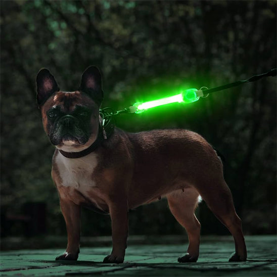 collier chien lumineux vert bouledogue canin