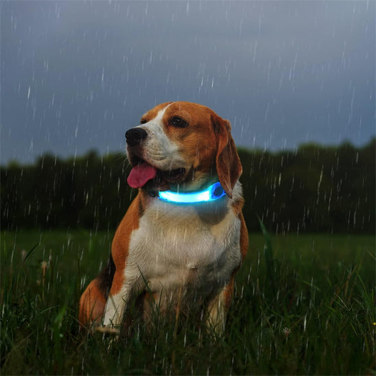 collier chien lumineux canin pelouse pluie