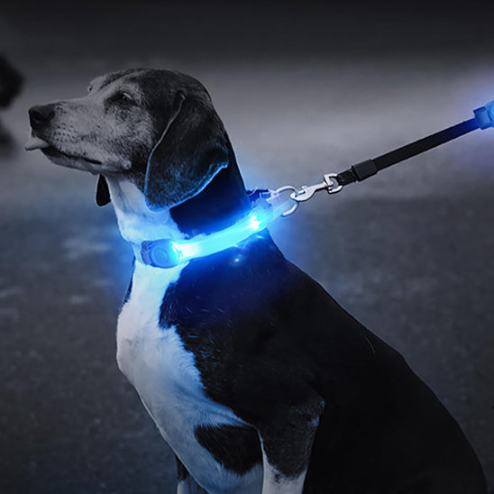 collier chien lumineux chic