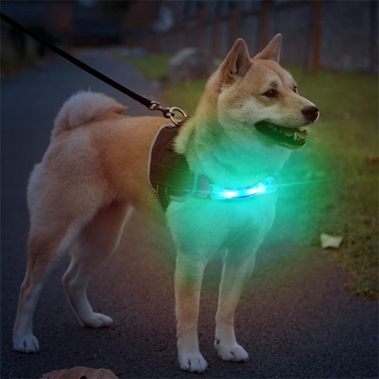 collier chien lumineux fluorescent