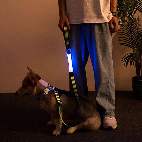 collier chien lumineux maitre