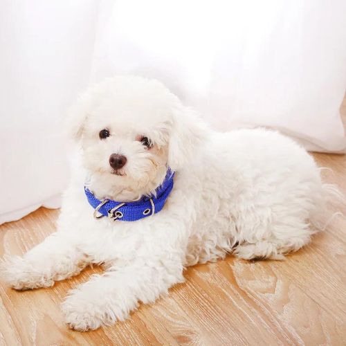 collier chien bleu nylon bichon blanc