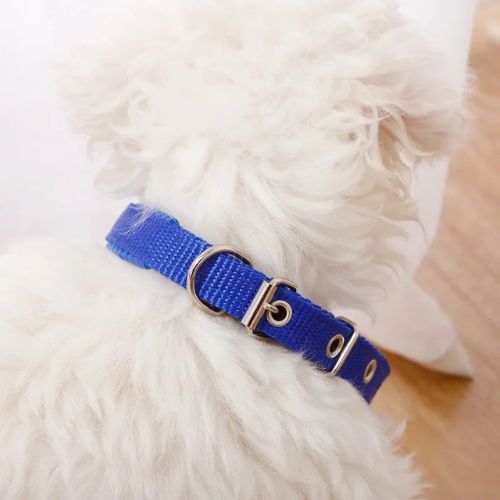 collier chien bleu trous boucle anneau D