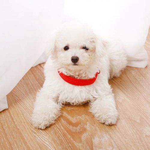 collier chien rouge bichon blanc couché